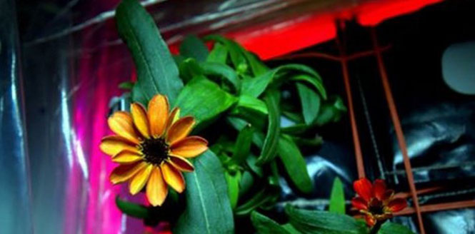 Bông hoa đầu tiên nở trên Trạm Vũ trụ quốc tế ISS. (Nguồn: goldrushcam.com)