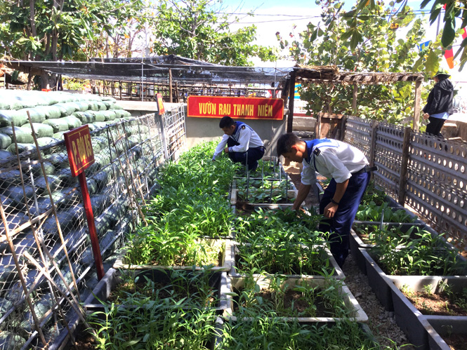 Vườn rau cải thiện của chi đoàn thanh niên đảo Trường Sa Đông, nơi các chiến sĩ Nguyễn Lệ Sơn và Trương Quốc Toàn đang công tác.