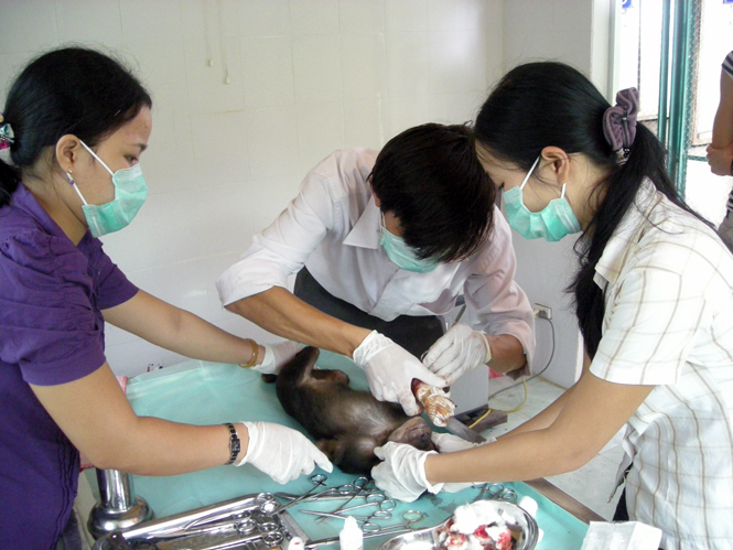 Cá thể khỉ được chăm sóc, cứu chữa tại Trung tâm cứu hộ, bảo tồn và phát triển sinh vật, VQG PN-KB.