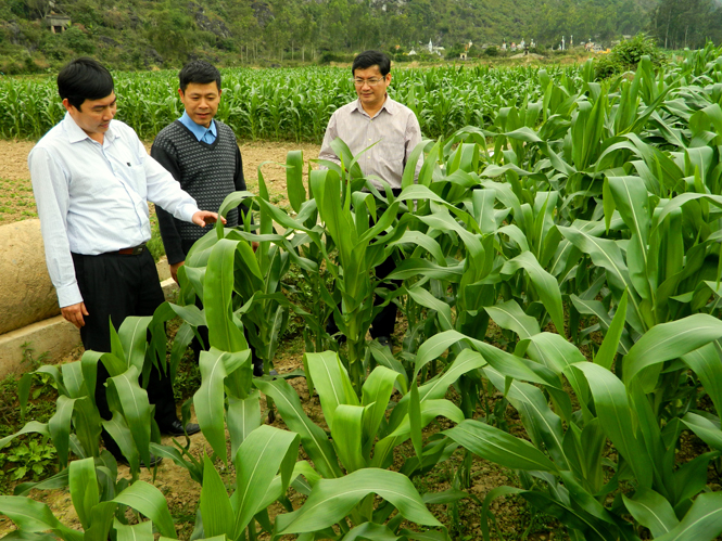 Đồng chí Trần Tiến Dũng, Tỉnh uỷ viên, Phó Chủ tịch UBND tỉnh kiểm tra mô hình chuyển đổi đất lúa kém hiệu quả sang trồng ngô tại xã Châu Hoá, huyện Tuyên Hoá