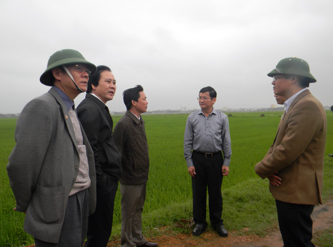 Đồng chí Trần Tiến Dũng, TUV, Phó Chủ tịch UBND tỉnh kiểm tra mô hình lúa chất lượng cao ở xã Liên Thuỷ.