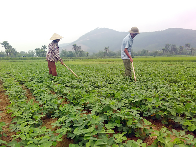 Nông dân Phong Hóa tích cực chăm sóc cây trồng vụ đông-xuân.