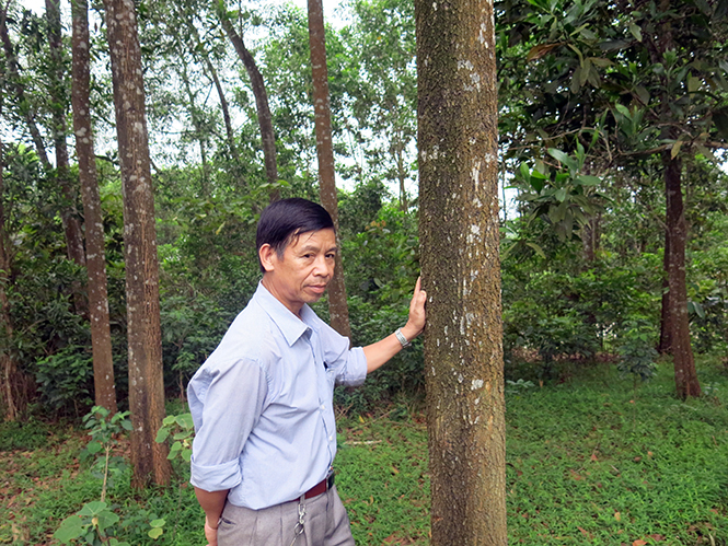 Ông Đinh Minh Phận bên cánh rừng sắp thu hoạch của mình .
