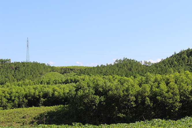 Tỷ lệ che phủ rừng của huyện Lệ Thủy luôn đạt trên 69%.