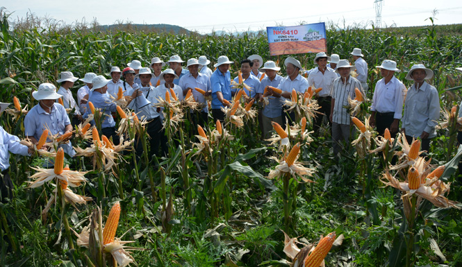 Các đại biểu tham quan cánh đồng ngô NK6410 tại xã Cự Nẩm (huyện Bố Trạch).