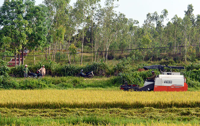 Nông dân huyện Quảng Ninh thu hoạch lúa đông-xuân.