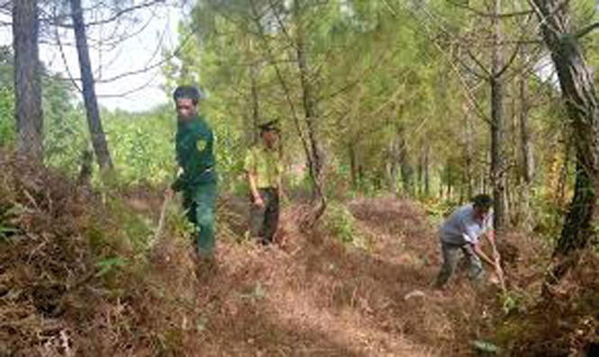 Kiểm tra rừng thông ở Chi nhánh lâm trường Vĩnh Long.