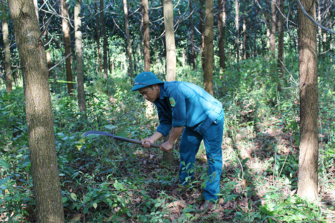 Các chủ rừng ở Lệ Thủy thường xuyên xử lý thực bì để tránh cháy rừng.