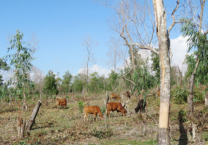 Việc UBND xã Sen Thủy buông lỏng quản lý đối với diện tích rừng mà UBND tỉnh giao về cho xã quản lý đã dẫn đến tình trạng người dân chặt phá, hủy hoại rừng.