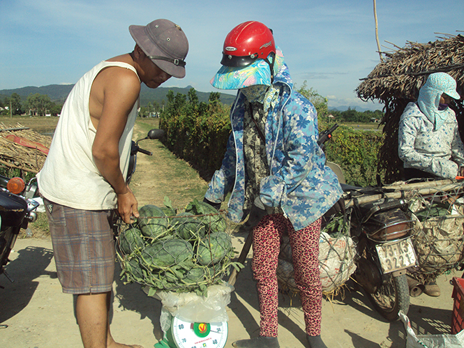 Xã Hàm Ninh sẽ nhân rộng mô hình trồng dưa theo hướng VietGAP.