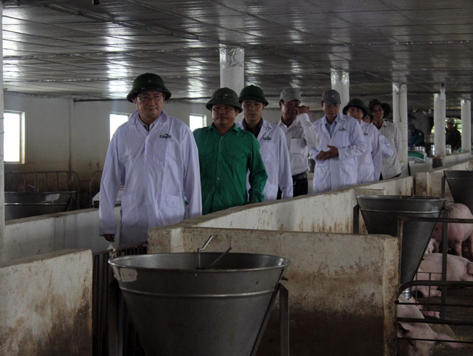 Ảnh: Đồng chí Trần Tiến Dũng kiểm tra mô hình chăn nuôi lợn của DNTN Tân Bình, ở xã Nam Trạch (Bố Trạch)