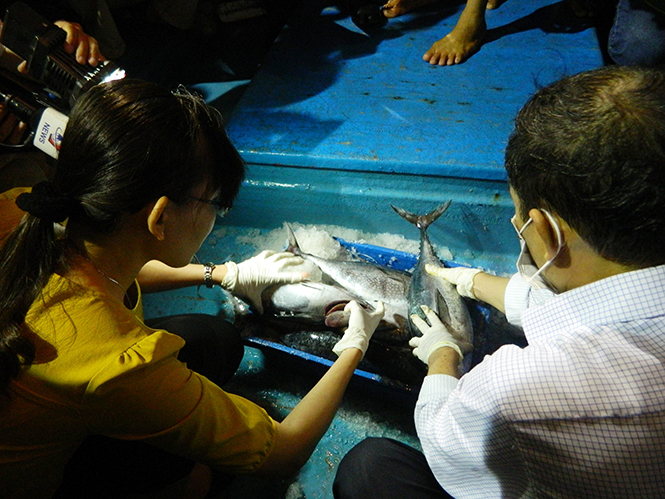 Các cơ quan chức năng kiểm định chất lượng và xác nhận nguồn gốc hải sản đánh bắt xa bờ.