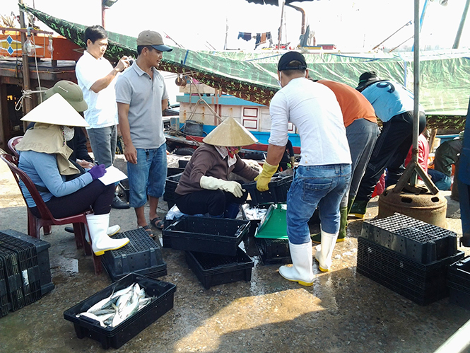 Thu mua hải sản đánh bắt xa bờ tại cảng cá Sông Gianh, xã Thanh Trạch, huyện Bố Trạch