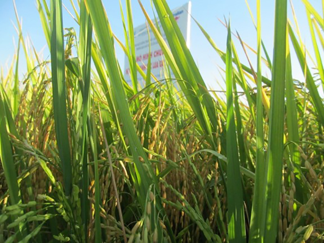 Áp dụng quy trình sản xuất thâm canh lúa cải tiến (SRI) cho cây khỏe, trĩu bông, chắc hạt, chất lượng gạo ngon.