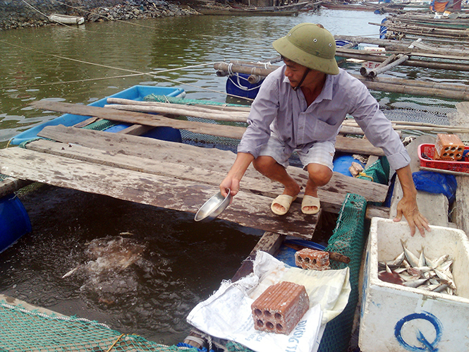 Nhiều hộ nuôi cá ở xã Quảng Minh vẫn chưa xuất bán được, dù cá đã đến thời kỳ thu hoạch.