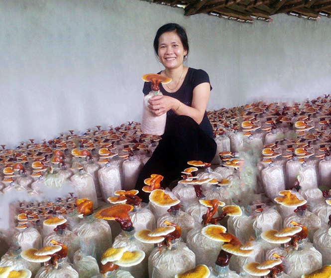 Chị Trương Thị Lược đã thu về cả trăm triệu đồng mỗi năm từ việc trồng nấm.