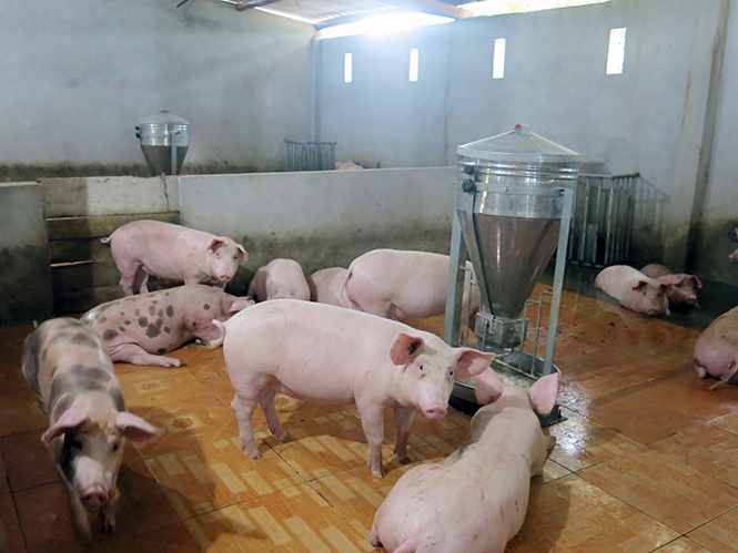 Chăn nuôi lợn đang là hướng đi giúp cho nhiều hộ dân thôn Yên Phú thoát nghèo.