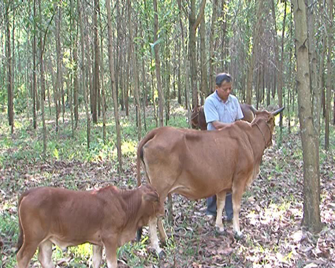 Mô hình nuôi bò và trồng rừng của ông Đinh Phương Đông ở xã Hóa Hợp.