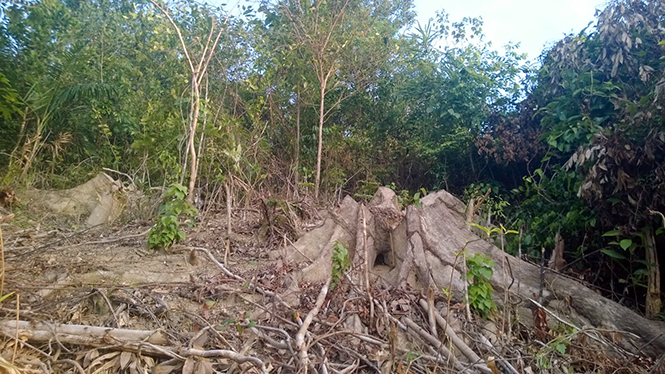 Những gốc cây to bị chặt hạ.