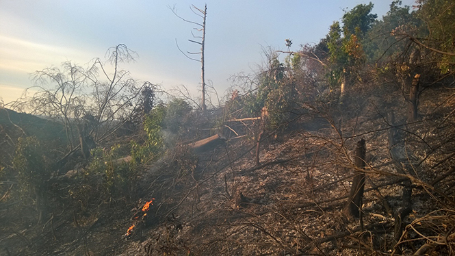 Cả cánh rừng bị đốt cháy.