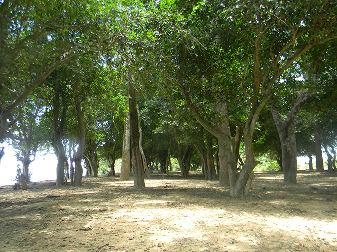 Một khu rừng toàn cây cổ thụ bên bờ sông Long Đại, đoạn qua xã Hiền Ninh, huyện Quảng Ninh.