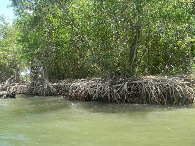 Với bộ rễ lớn, cây bần đã góp phần rất hữu hiệu trong việc chống xói lở đôi bờ sông Long Đại.