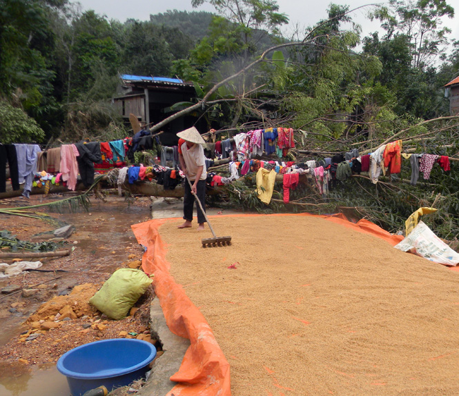 Tranh thủ khi lũ rút và thời tiết tạnh ráo, người dân xã Ngư Hoá mang thóc lúa ra phơi