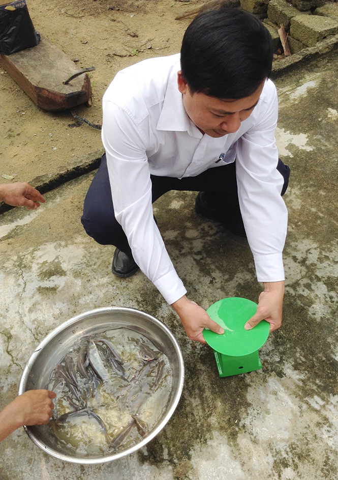  Cán bộ kỹ thuật đang kiểm tra mức độ phát triển của cá lăng chấm nuôi tại xã Châu Hóa.