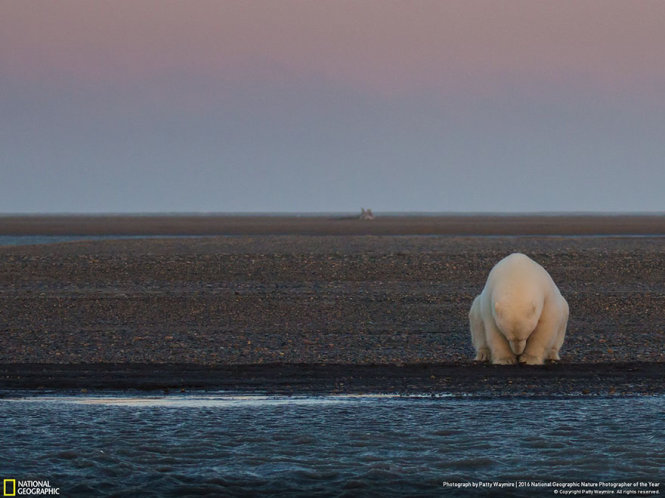 Một con gấu đơn độc trên quần đảo Barter không băng, không tuyết. Người dân địa phương cho biết mùa đông năm nay ấm bất thường, việc này ảnh hưởng đến gấu Bắc cực vì thiếu thức ăn mùa đông... Ảnh đoạt giải danh dự hạng mục Vấn đề môi trường - Ảnh: Patty Waymire