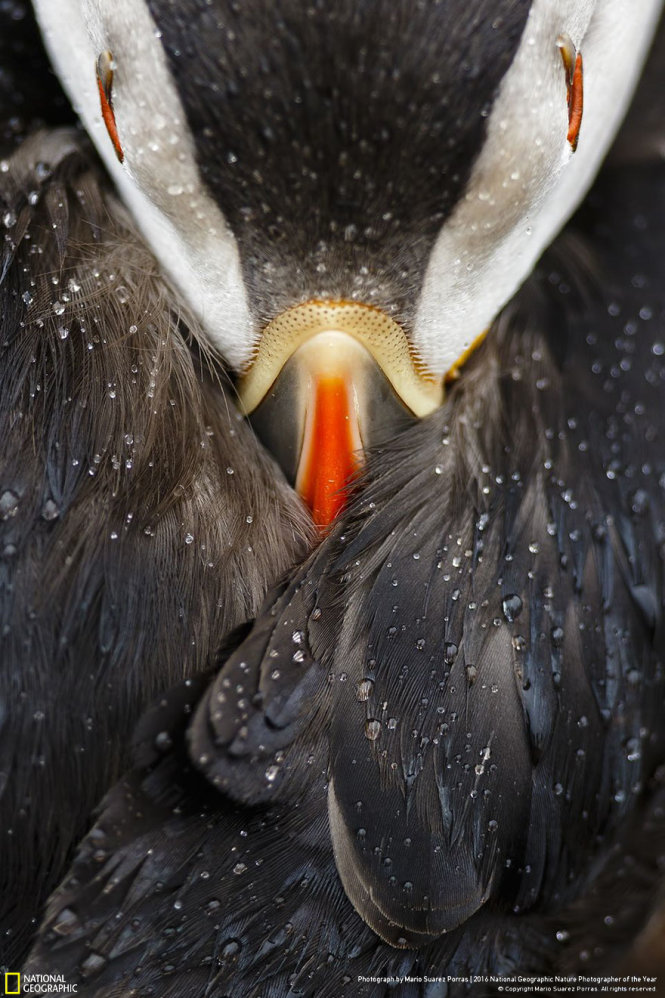  Chim hải âu Đại Tây Dương ngơi nghỉ dưới mưa. Ảnh đoạt giải danh dự hạng mục Chân dung động vật - Ảnh: Mario Suarez Porras