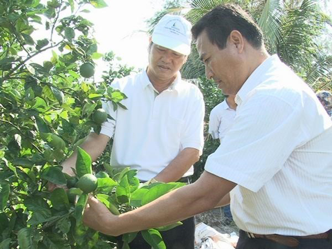 Giống cam Valencia 2 trồng trên vùng đất cát đã qua cải tạo tại huyện Quảng Ninh cho kết quả tốt.