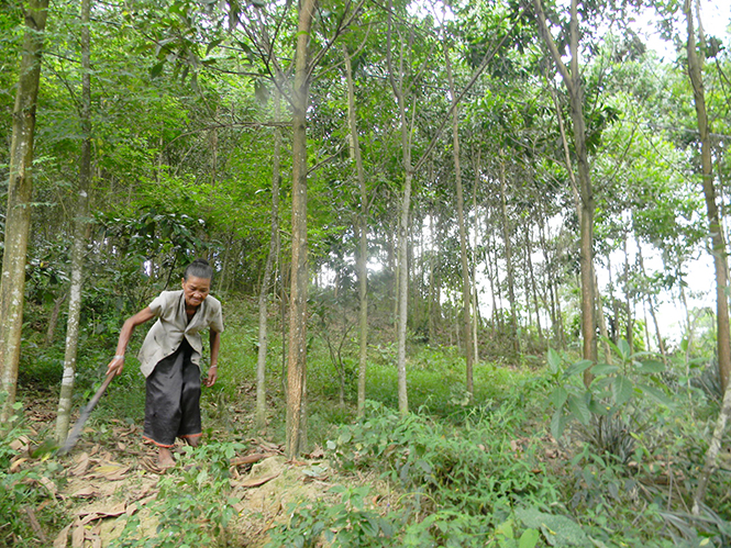 Các khu rừng được người Mã Liềng (bản Kè, xã Lâm Hoá, huyện Tuyên Hoá) bảo vệ rất nghiêm ngặt.