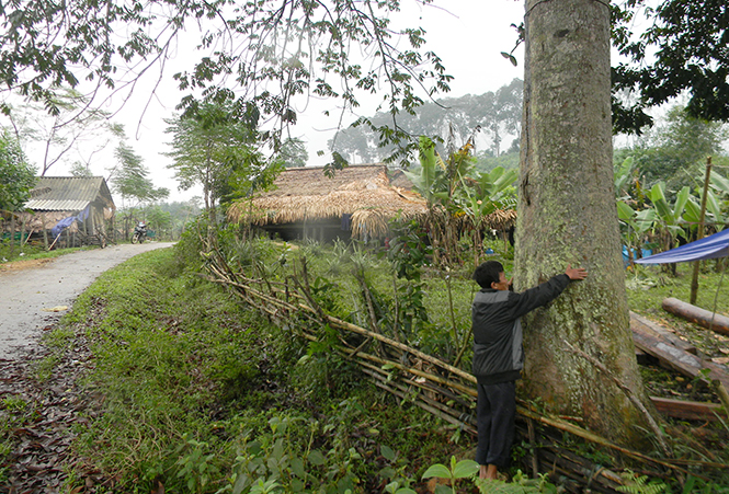 Nhiều cây cổ thụ quý được người Mã Liềng, xã Lâm Hoá, huyện Tuyên Hoá giữ lại ở cạnh bản.