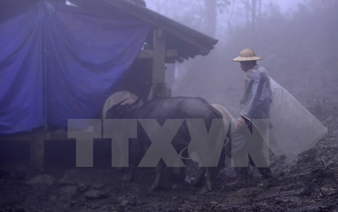 Người dân thôn Can Hồ B, xã Bản Khoang, huyện Sa Pa căng bạt che chắn chuồng trại, chủ động phòng, chống rét cho gia súc. (Ảnh: Thế Duyệt/TTXVN)