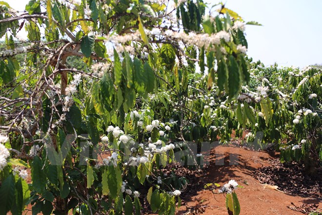 Vườn càphê nở hoa trắng muốt báo hiệu một vụ mùa tươi tốt cho những người nông dân Tây Nguyên. (Ảnh: Minh Sơn/Vietnam+)