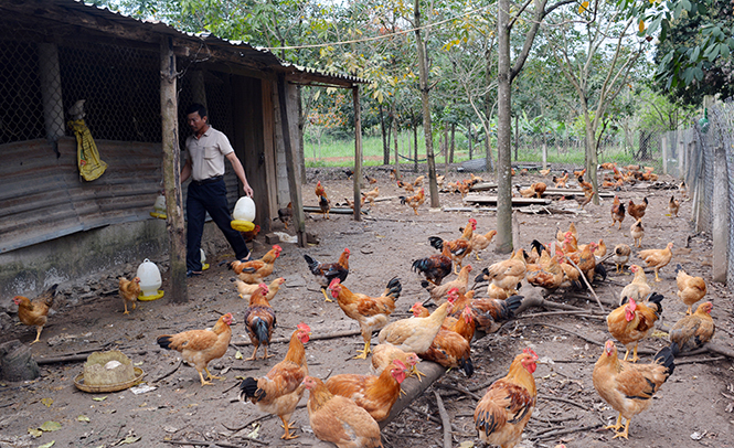 Hàng ngàn con gà là nguồn thu của trang trại anh Trường.