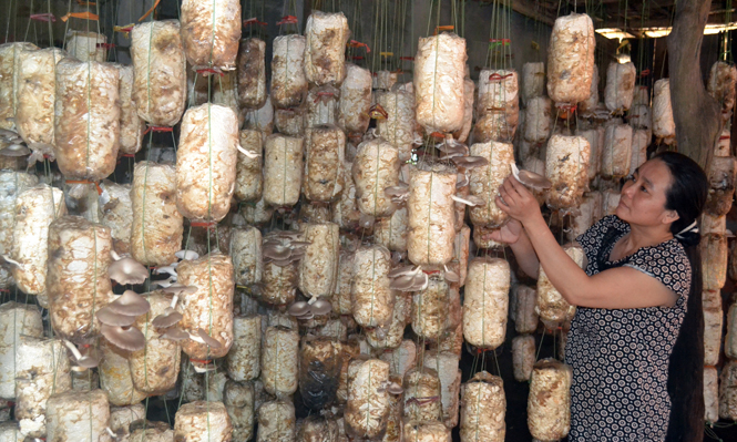 Mô hình trồng nấm tại xã Thuận Đức được sự tiếp sức từ Quỹ hỗ trợ phụ nữ phát triển