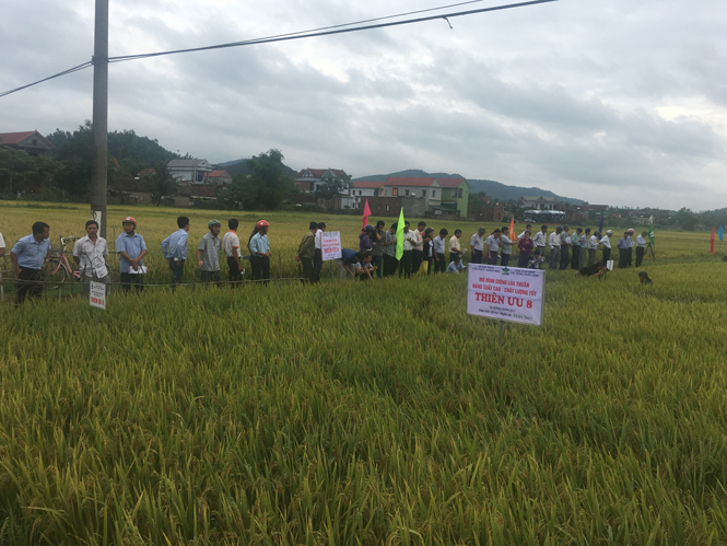 Các đại biểu tham quan mô hình lúa Thiên Ưu 8 tại xã Sơn Trạch, huyện Bố Trạch.
