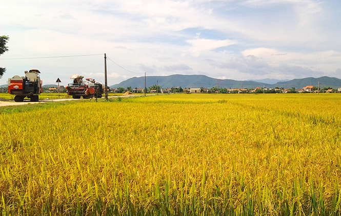 Nông dân thị xã Ba Đồn đang đẩy nhanh tiến độ thu hoạch lúa đông-xuân năm 2016-2017.