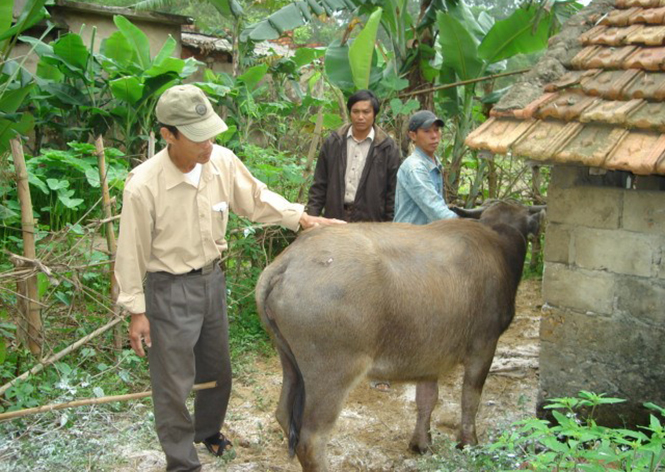 Cán bộ thú y kiểm tra dịch bệnh trâu bò ở xã Xuân Trạch (Bố Trạch).