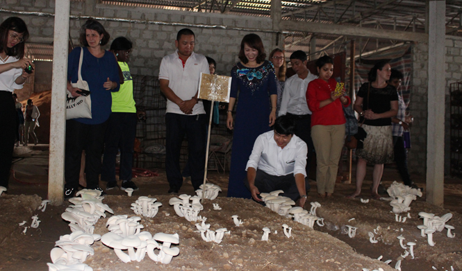Các đại biểu tham quan mô hình nấm sạch tại HTX Sản xuất nấm sạch và Kinh doanh nông nghiệp Tuấn Linh.