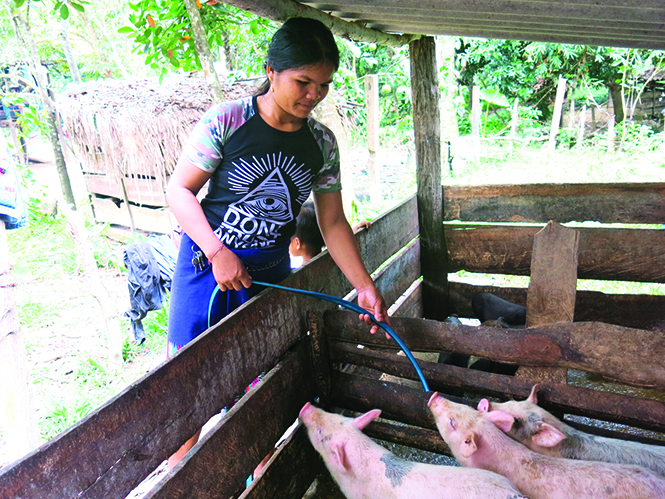  Chị Hồ Thị Thon đang chăm sóc đàn lợn của mình.