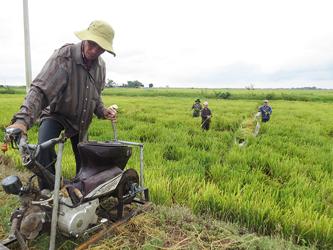 Công việc gặt lúa nặng nhọc trên ruộng lầy bây giờ đã có “lực sỹ” trợ giúp.
