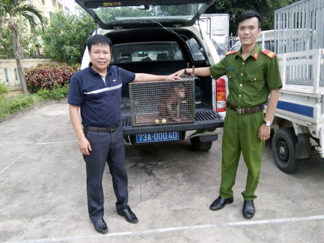 Trung tâm Cứu hộ, Bảo tồn và Phát triển sinh vật tiếp nhận cá thể khỉ mặt đỏ từ Công an phường Nam Lý (TP.Đồng Hới).