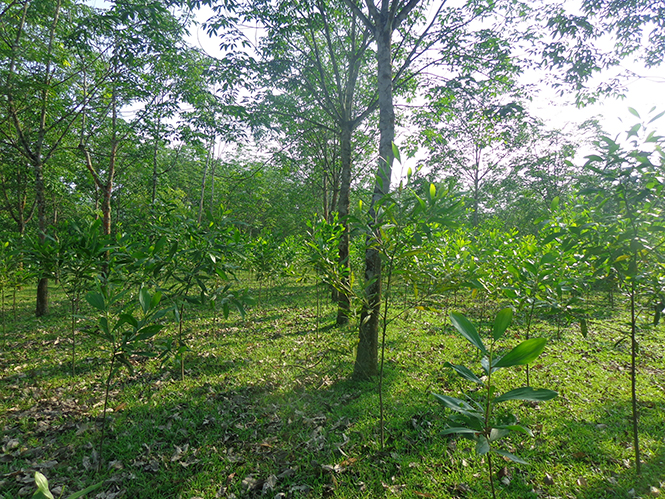 Nhiều hộ dân xã Lê Hoá trồng xen cây keo lai vào vườn cao su.