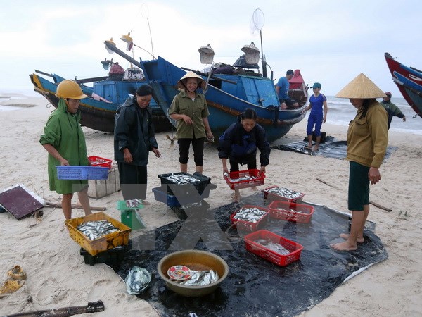 Ngư dân xã Ngư Thủy Nam, huyện Lệ Thủy (Quảng Bình) thu hoạch cá. (Ảnh: Quang Quyết/TTXVN)