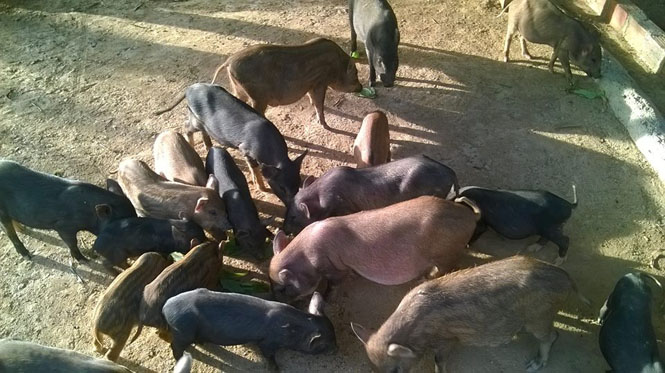 Đàn lợn giống vừa được Trung tâm Khuyến nông, khuyến ngư tỉnh hỗ trợ cho một người dân tị trấn Quy Đạt