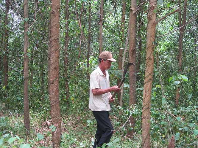 Chương trình vốn vay giải quyết việc làm của LĐLĐ tỉnh đã giúp nhiều đoàn viên ở Công đoàn Lâm trường rừng thông Bố Trạch phát triển kinh tế rừng hiệu quả.