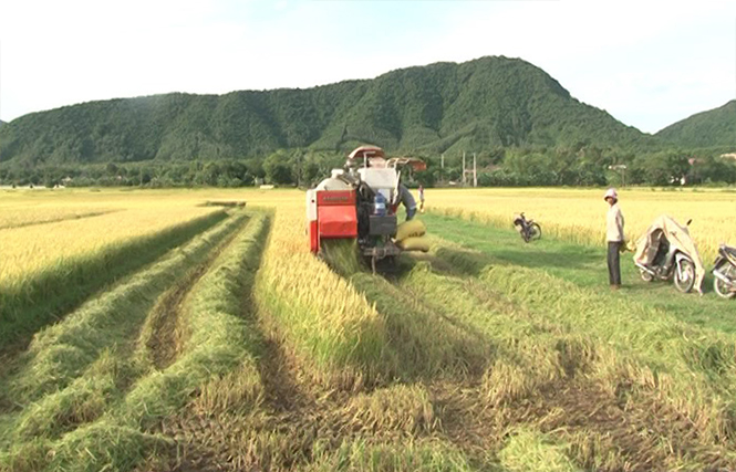 Nông dân Tuyên Hóa đang tích cực thu hoạch lúa hè-thu.
