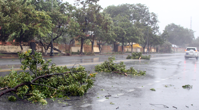 Hệ thống cây xanh gãy đổ và bật gốc dọc đường quốc lộ 1A qua địa bàn thành phố